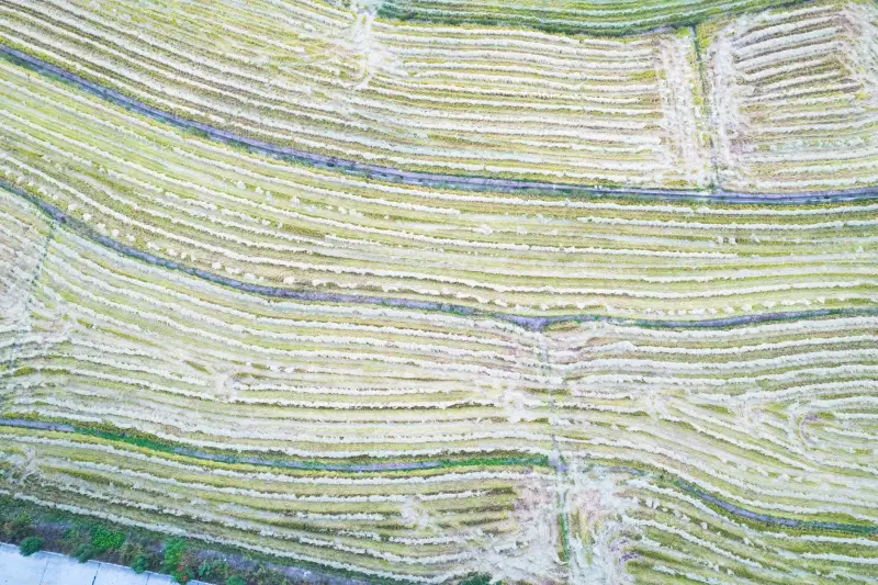河南御昇泰生物科技产品线全解析：从原料到成品的品质管控体系封面图
